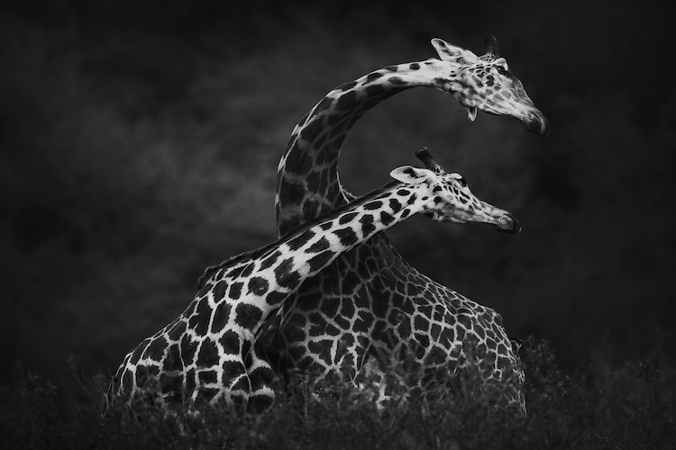 Vicki Jauron  Giraffes Can Dance